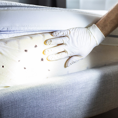 Trial Expertise - Habitability & Bed Bugs