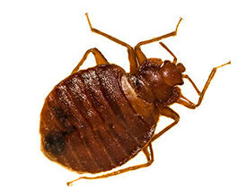 Top view of a bed bug
