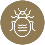 Bed Bugs Icon
